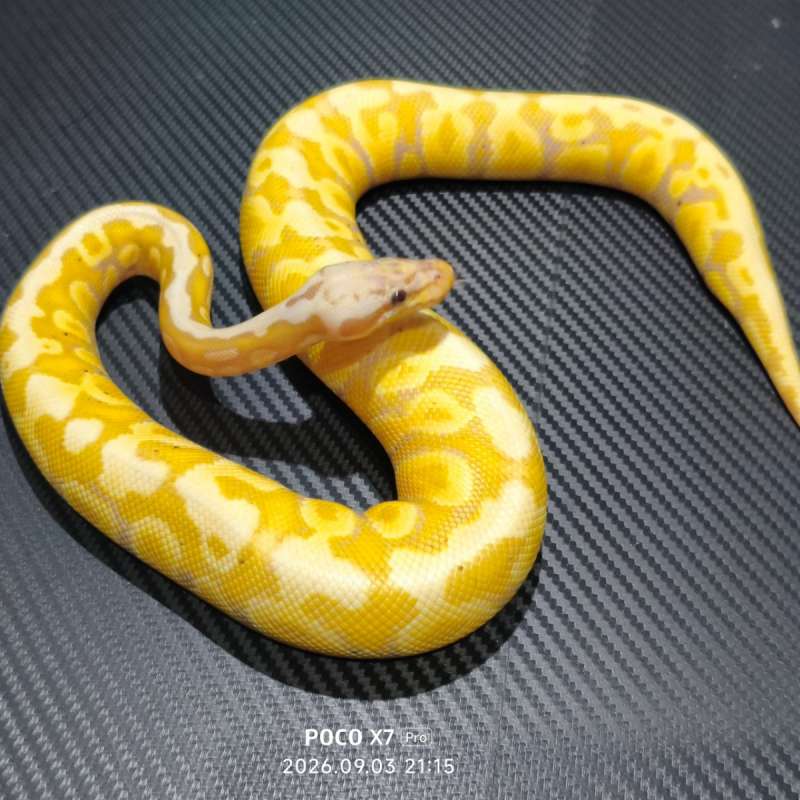 Banana pastel spotnose het clown