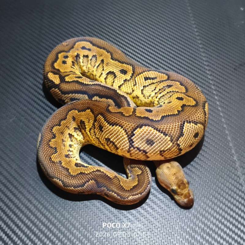 Cinnamon yellow belly clown