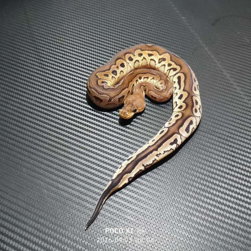 Cinnamon redstripe clown het DG