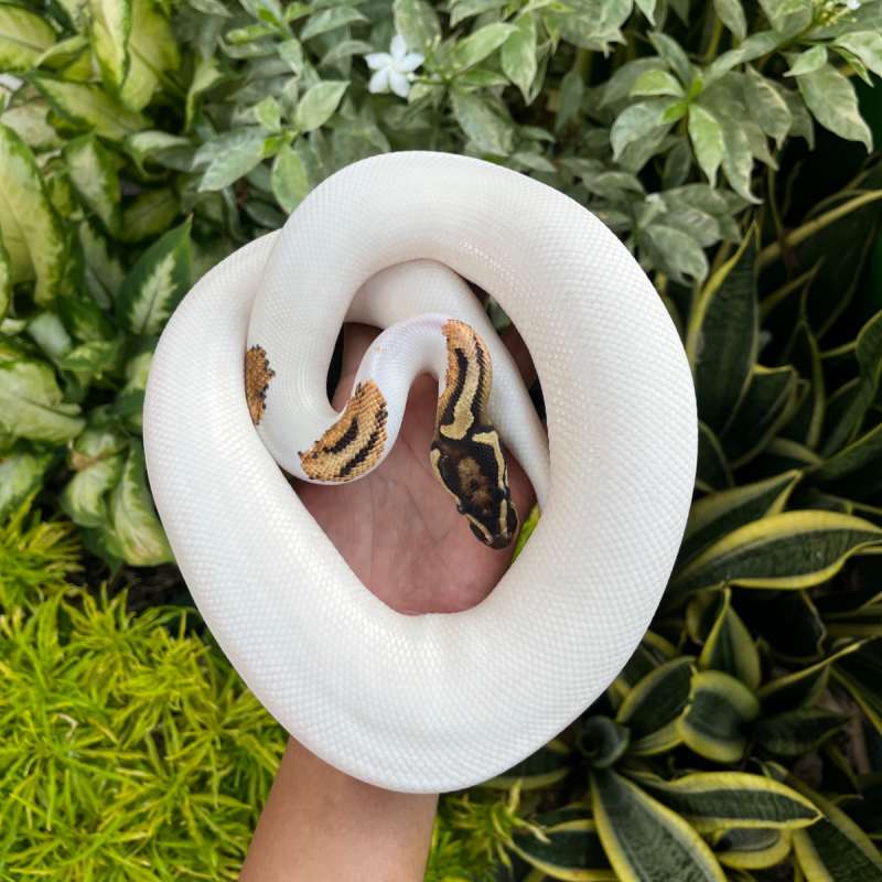 OD YB Pied High White