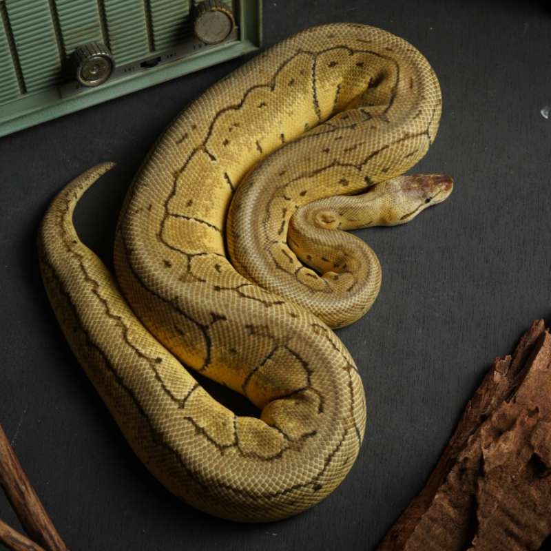 Female Lemonblast (pinstripe pastel) DH DG Hypo Dewasa
