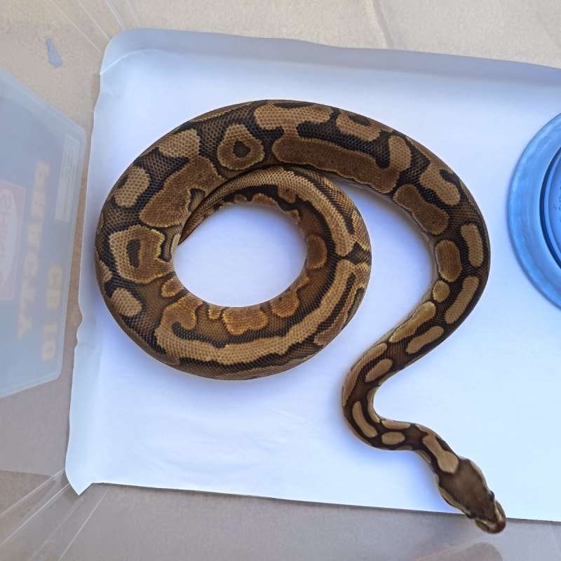Pastel Enchi Het Clown Het Hypo