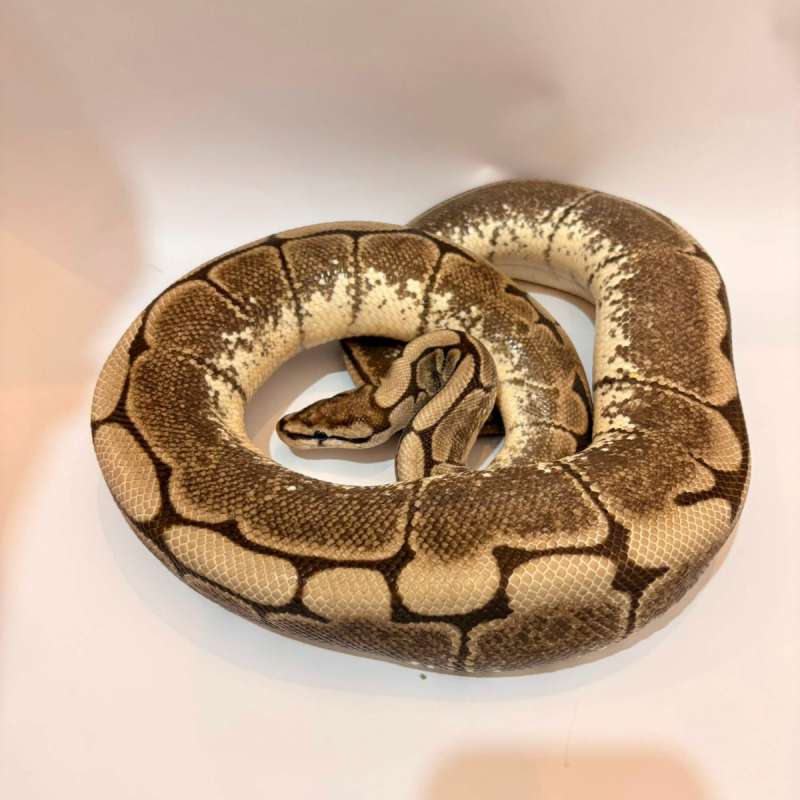 Spider Axanthic VPI Proven