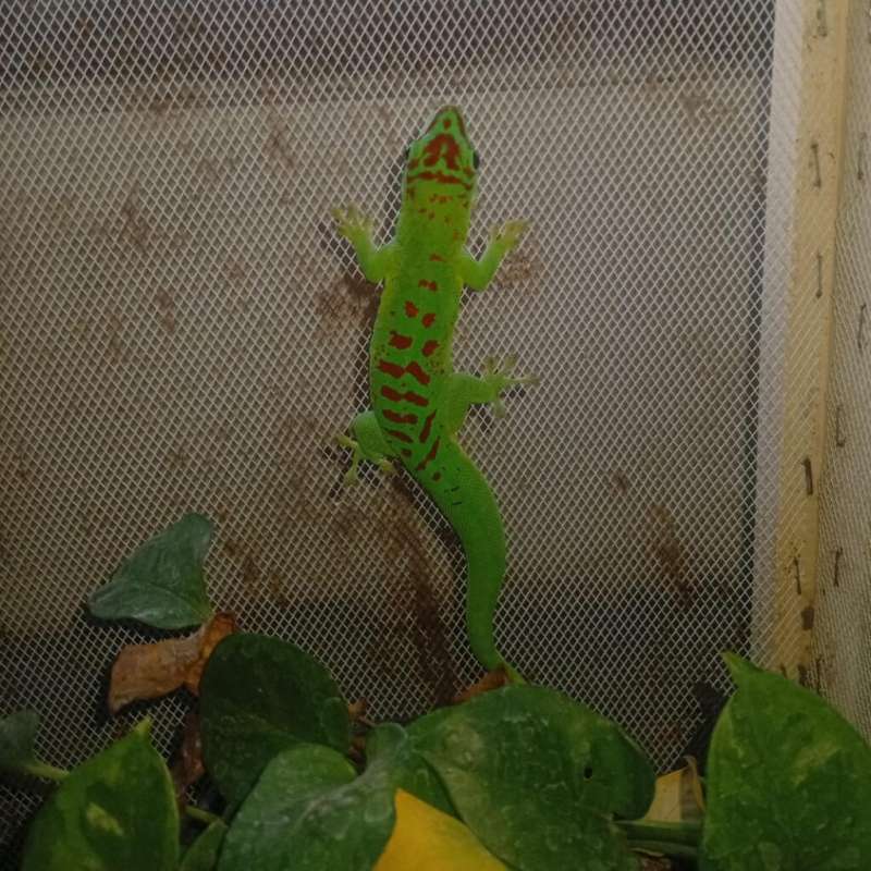 Giant Day Gecko / Phelsuma Grandis