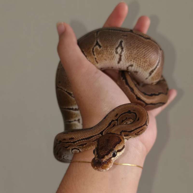Ball Python Pinstripe