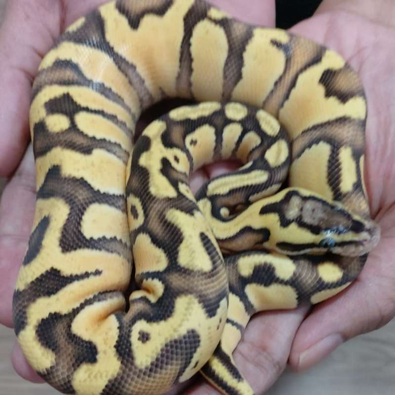 ular