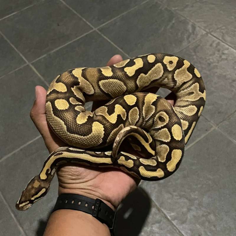 Butter Yellowbelly