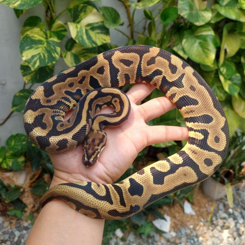 Leopard Spotnose het DG