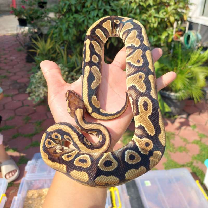 Yellow Belly het Desert Ghost