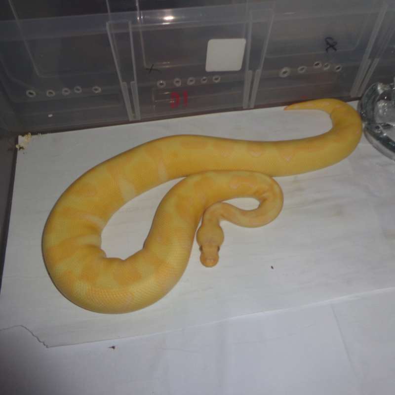 enchi pastel lavender clown