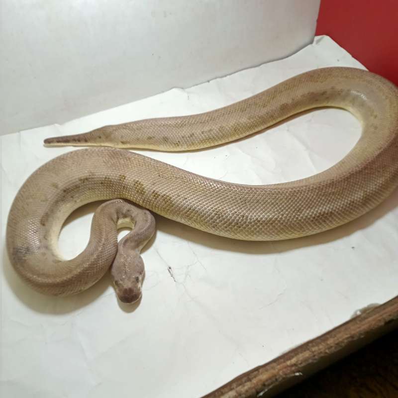 BETINA INDUKAN Clown Black Pewter poss OD proven