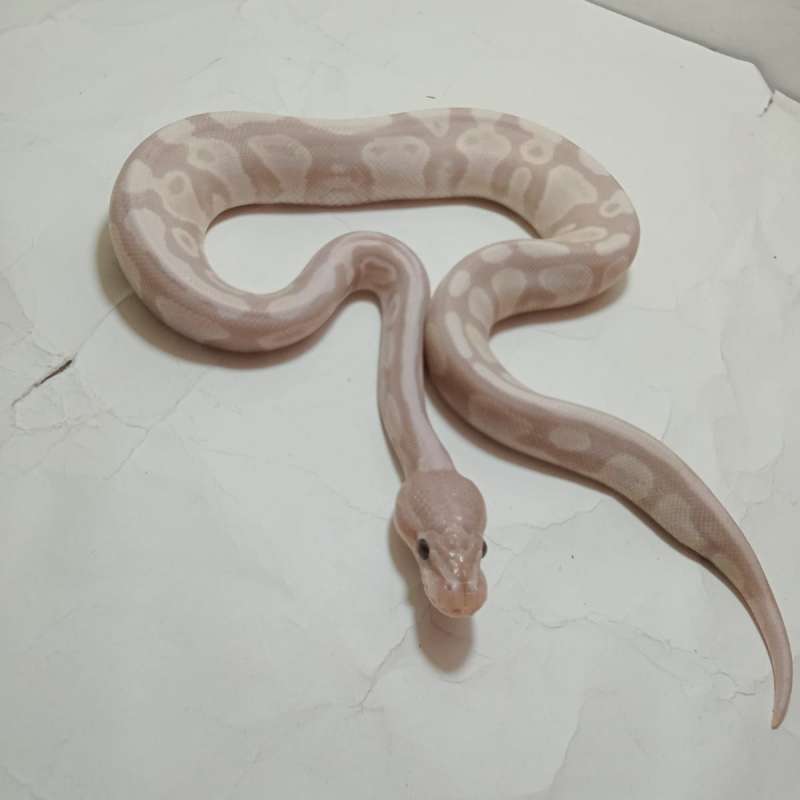 FEMALE Super Banana Het Clown