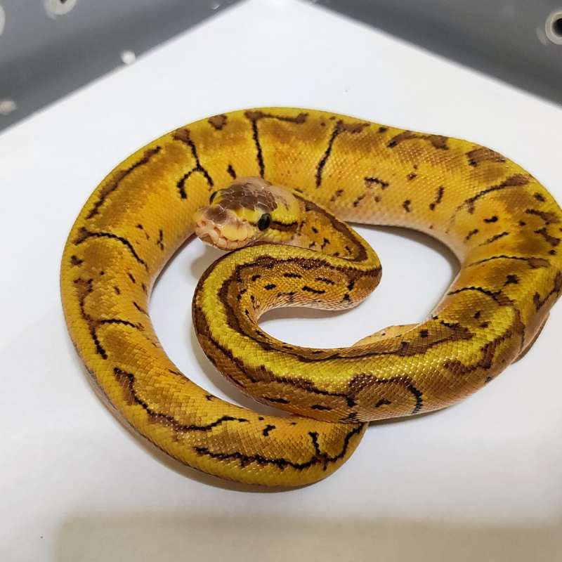 Mojave Pastel Pinstripe