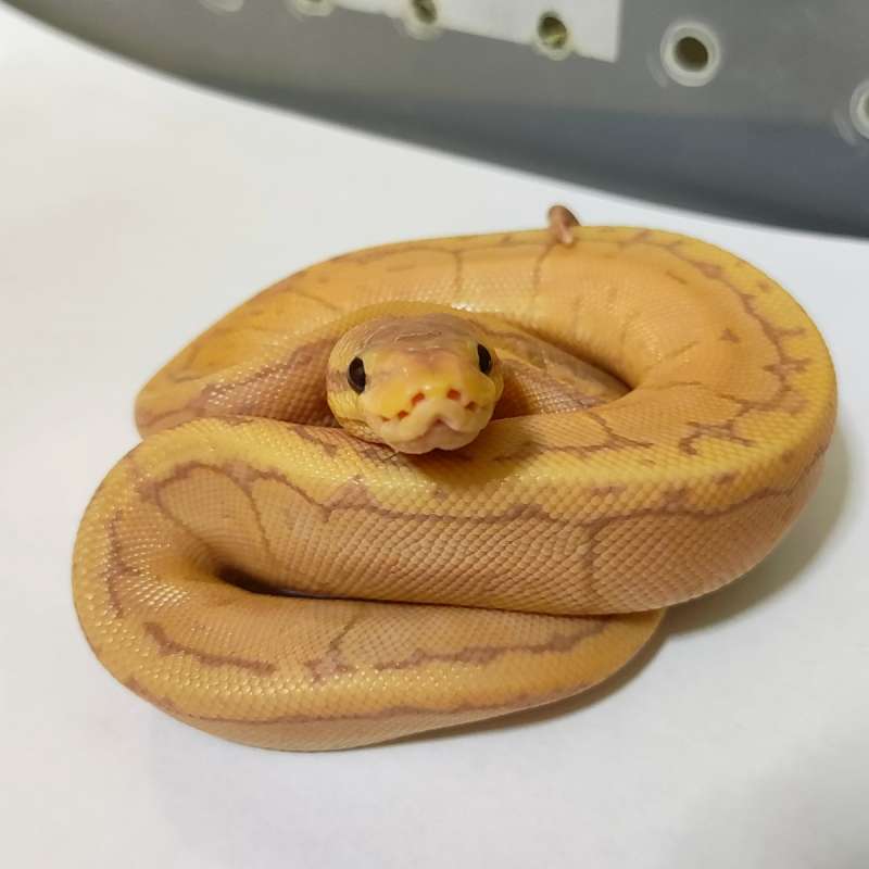Banana Pastel Pinstripe poss Mojave