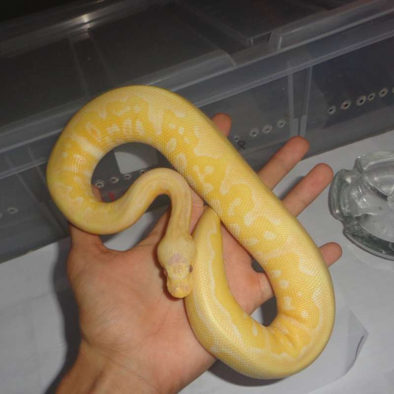 pastel lavender clown