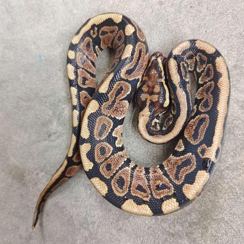 (F) Spotnose Het Hypo 66% Het DG 50% Het Clown