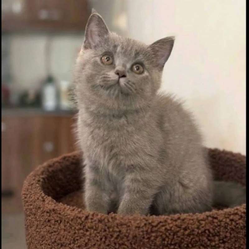 Kucing kitten British shorthair Female