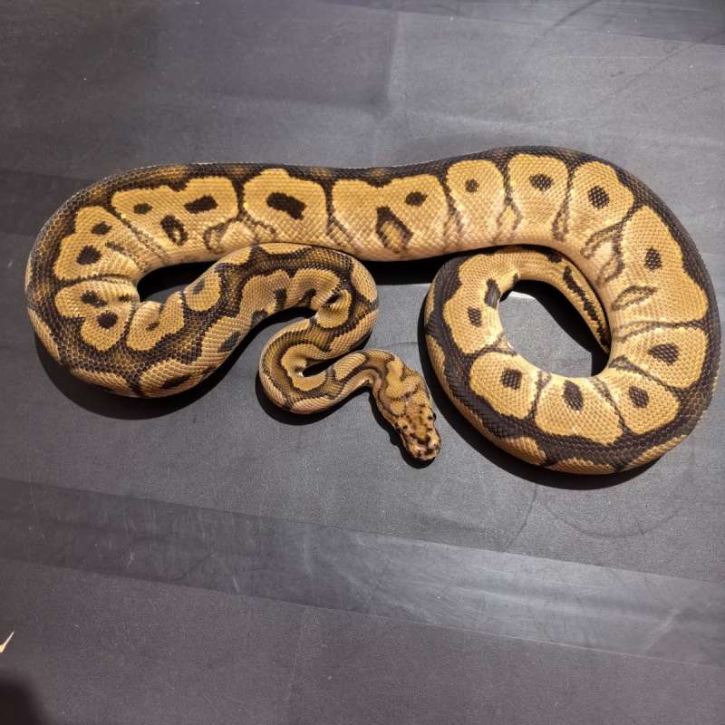 Orange Dream Spotnose Clown ( Adult )