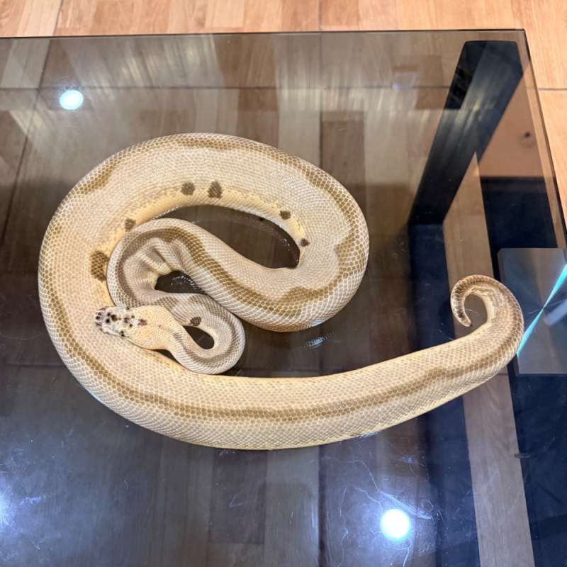 Pastel enchi leopard clown het lavender