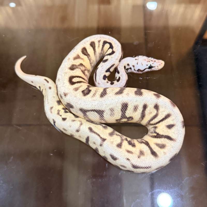 Super spotnose pastel enchi yellow belly het desert ghost clown