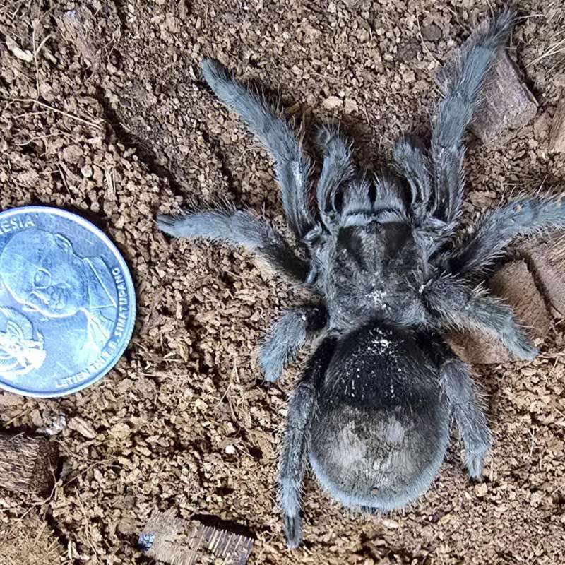 Tarantula Grammostola Pulchra