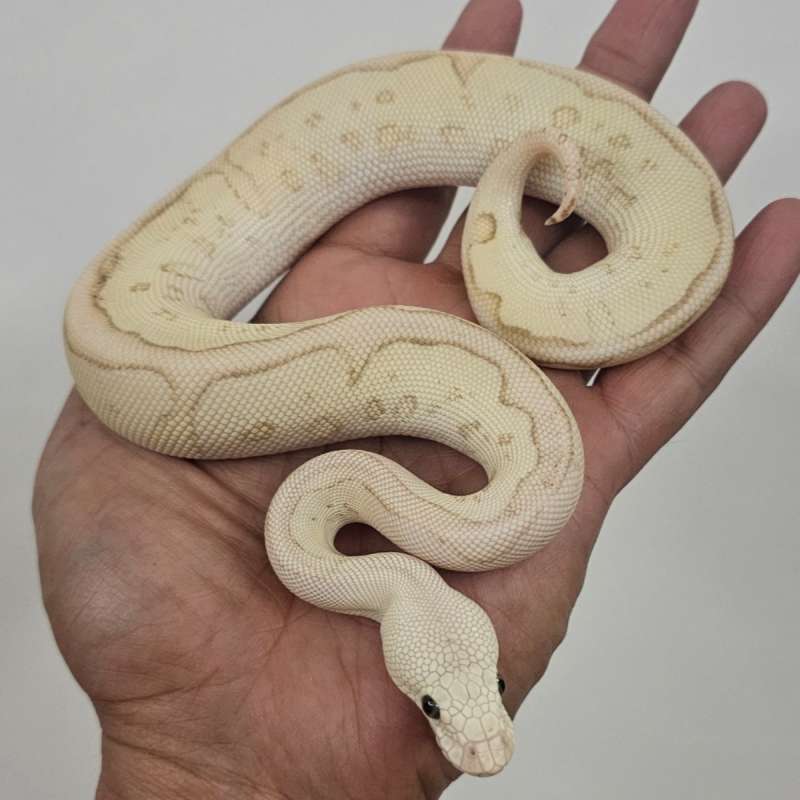 CLOWN BANANA LEOPARD LESSER