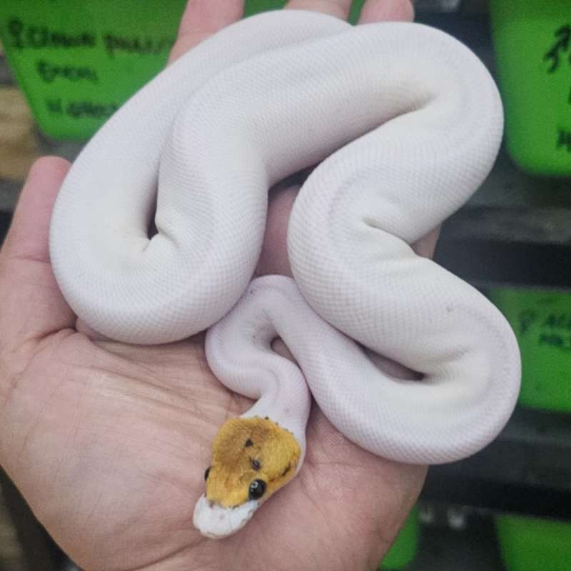 PIED PASTEL SPIDER HET LAVENDER POSS HET CLOWN