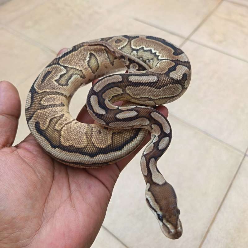 Pastel Enchi het Hypo het Clown