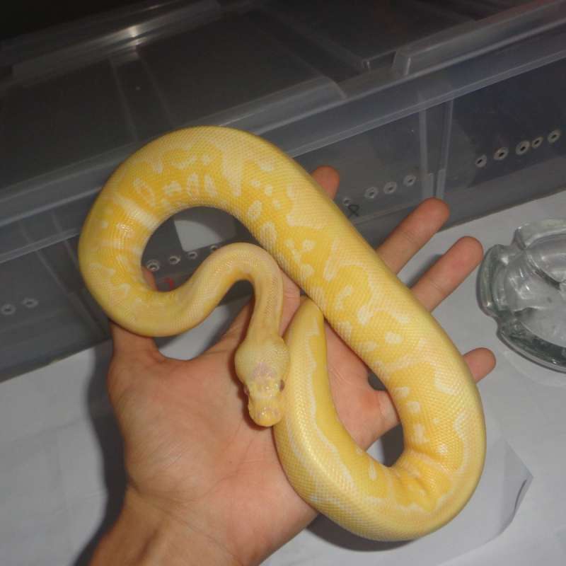 pastel grail