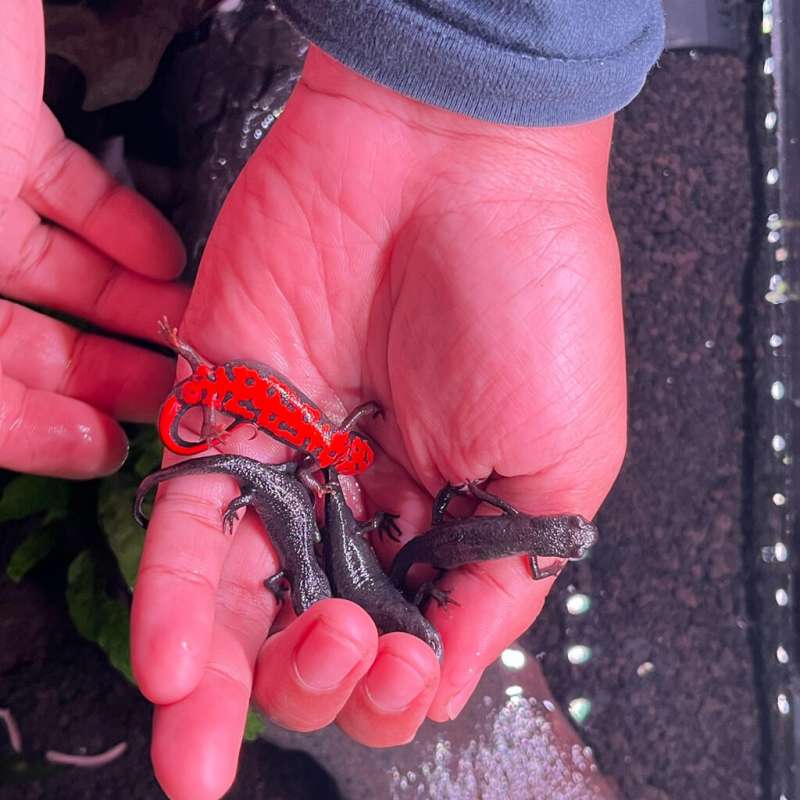 Fire Belly Newt (Salamander)