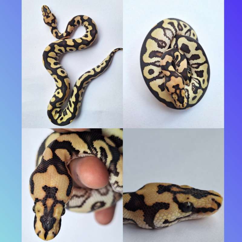 The Persia (Spotnose Desert Ghost Clown) ## Terima tukar tambah dengan Pied Female het Lavender atau Pied Female Lainnya.