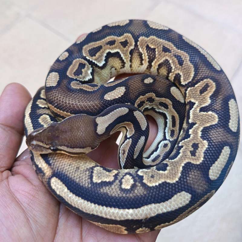 Cinnamon Pastel het Clown het Hypo ( ringer)