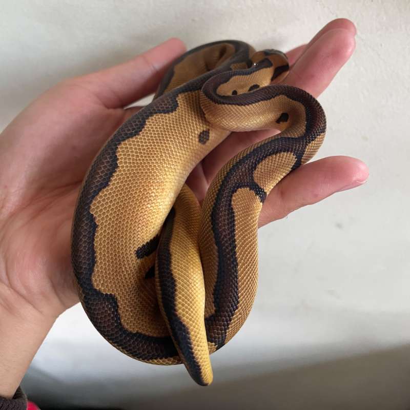 1.0 Leopard Clown