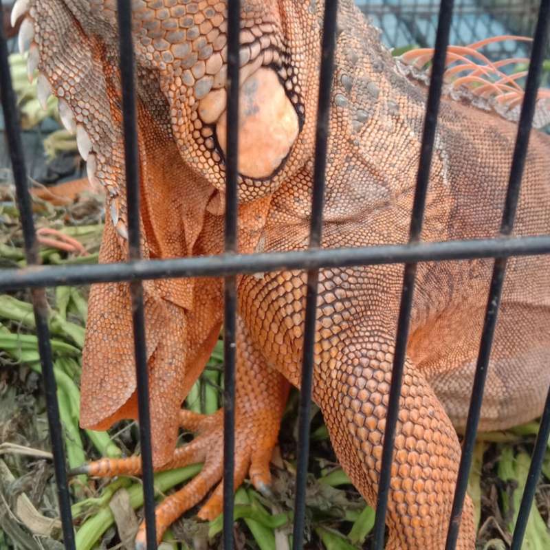 iguana