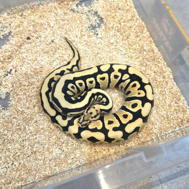 Spotnose specter Desert ghost