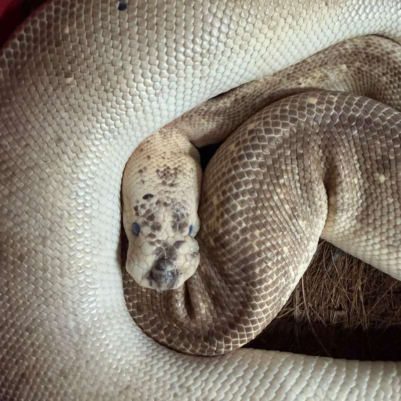 female proven champagne pastel