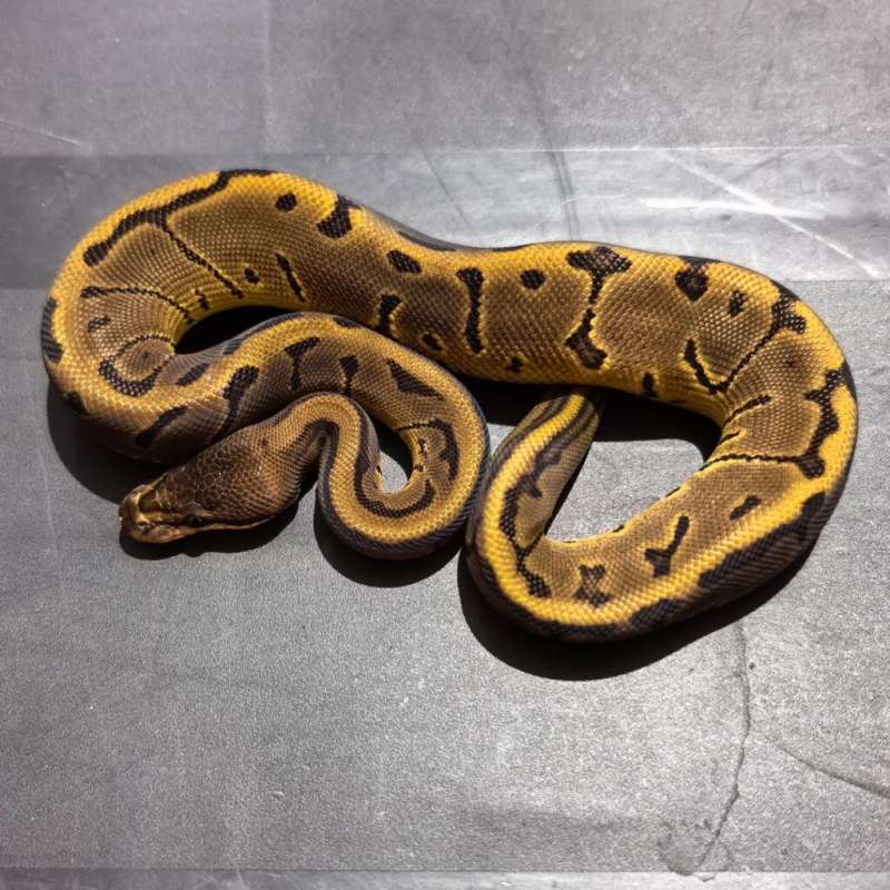 Leopard Pinstripe DH Desert Ghost Hypo