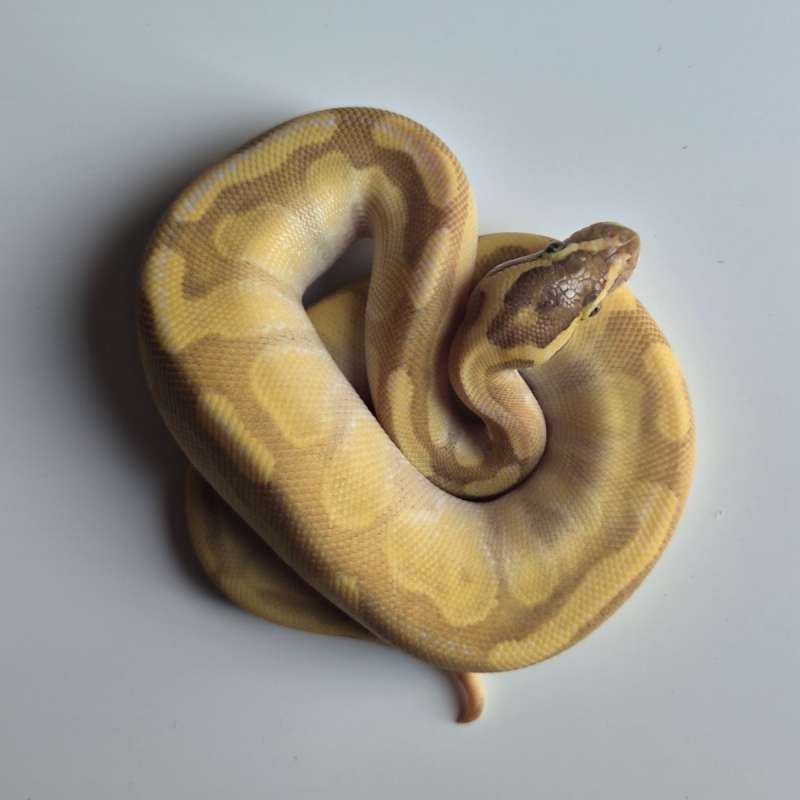 Male Enchi Lesser Pastel YB het Hypo