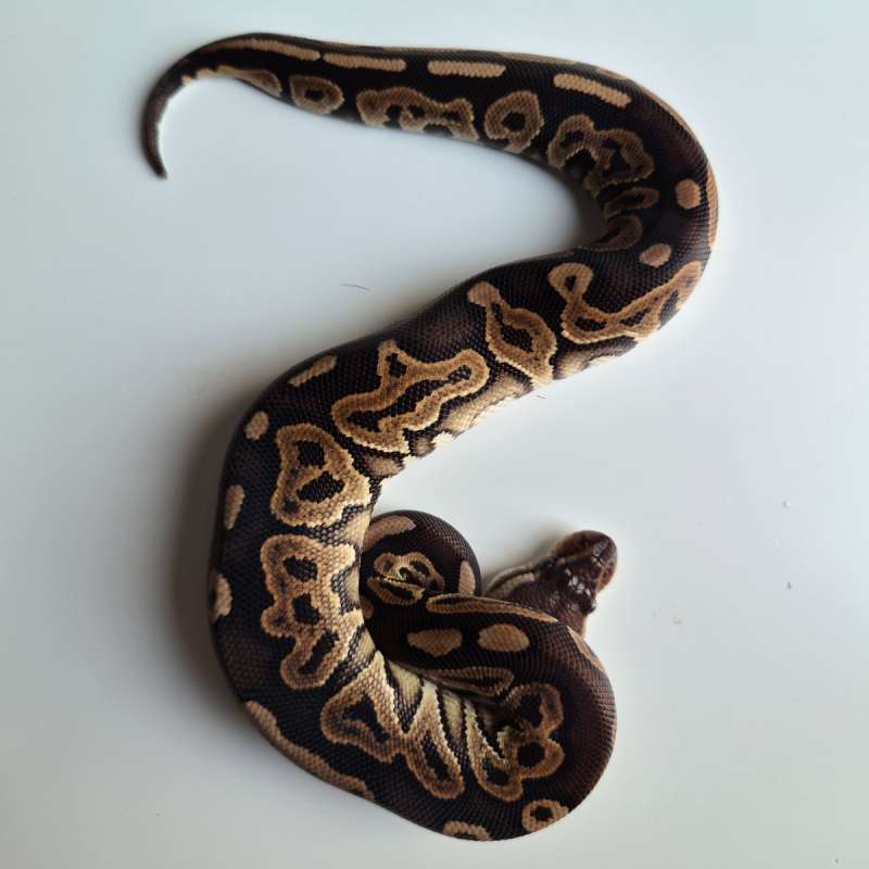 Female Cinnamon Leopard
