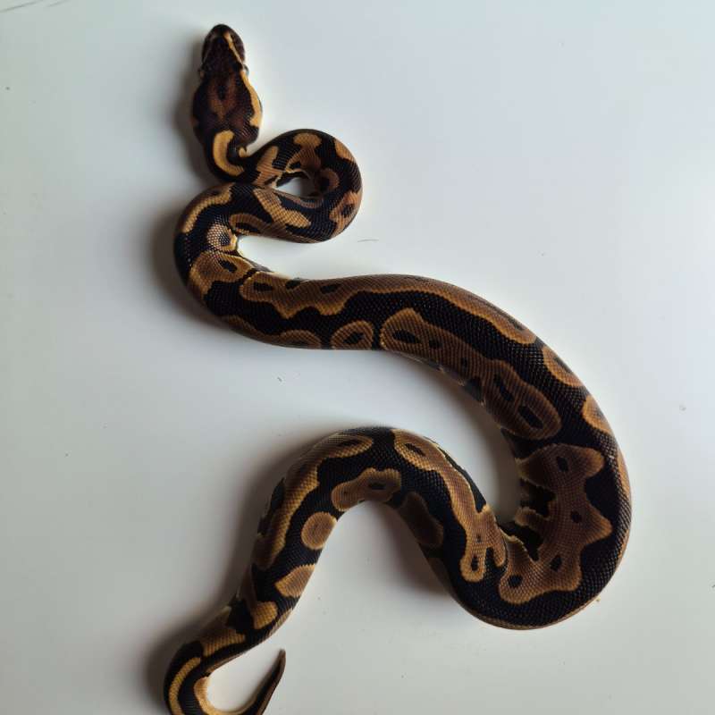 Female Leopard YB