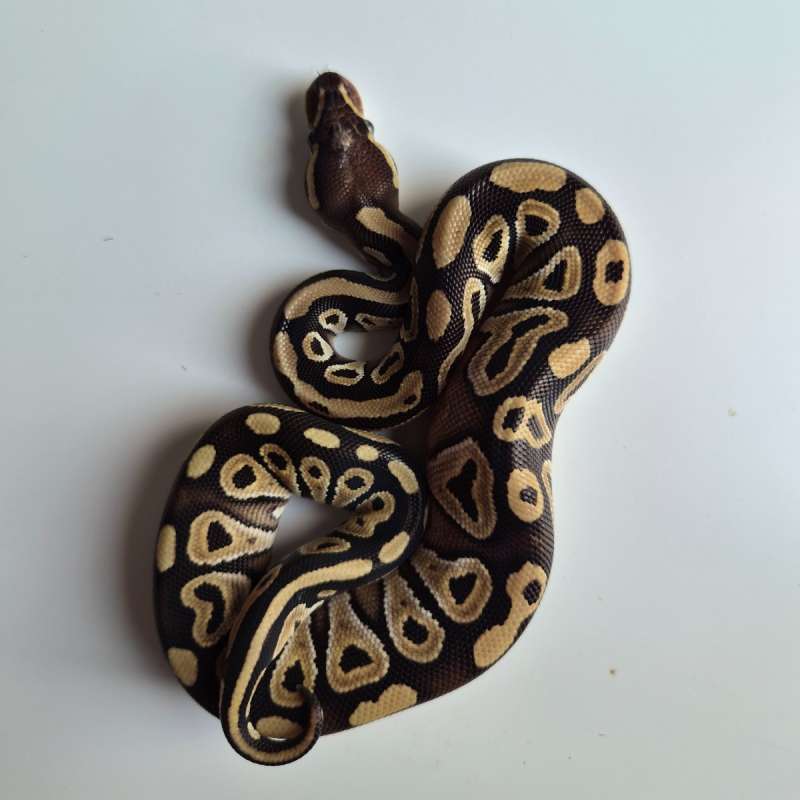 Female Mojave