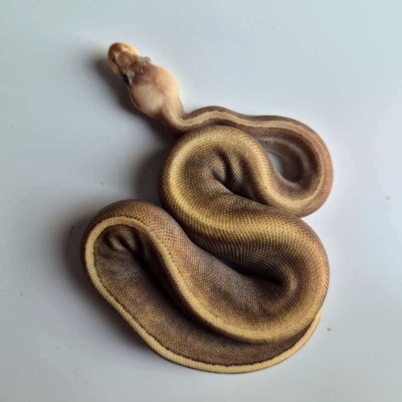 Female GHI Mojave Pinstripe
