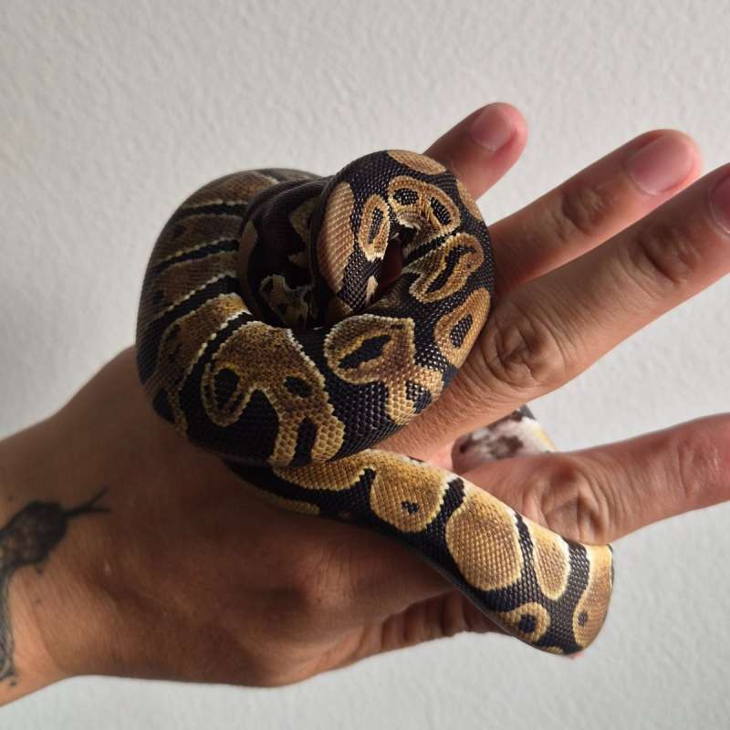 Female Yellow Belly
