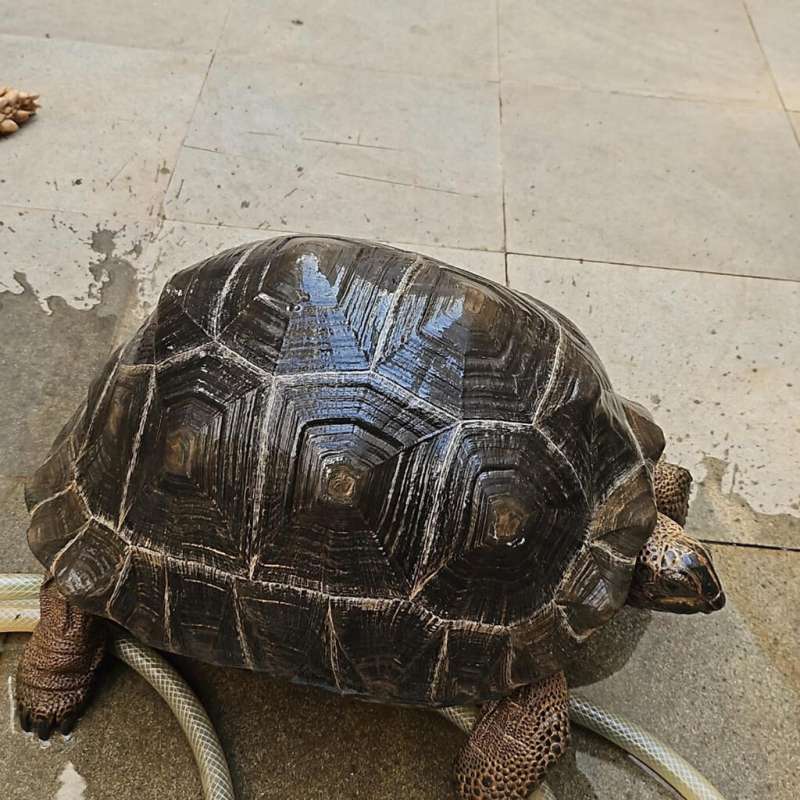 Aldabra