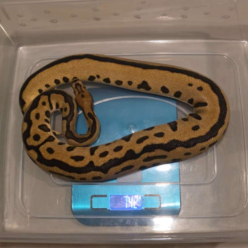 Spotnose Leopard Clown (Batman) Male