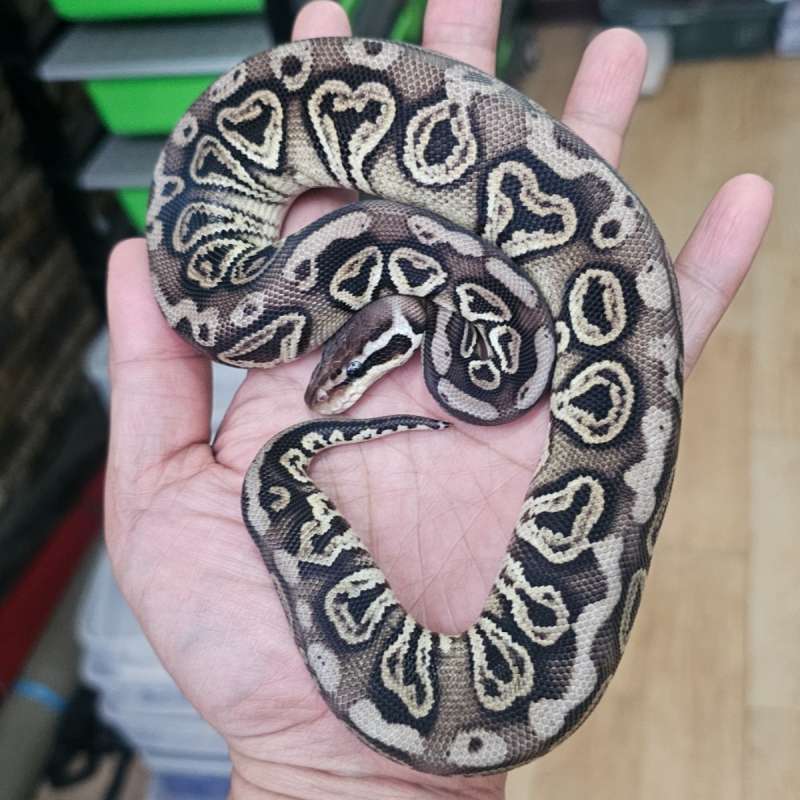 BLACK PEWTER HET CLOWN POSS HET ALBINO