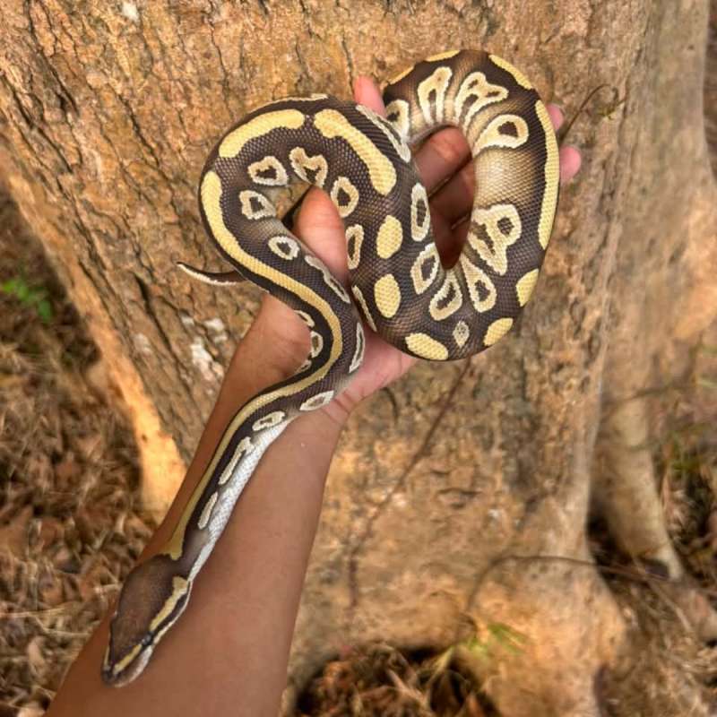 Mojave Dh Hypo Clown