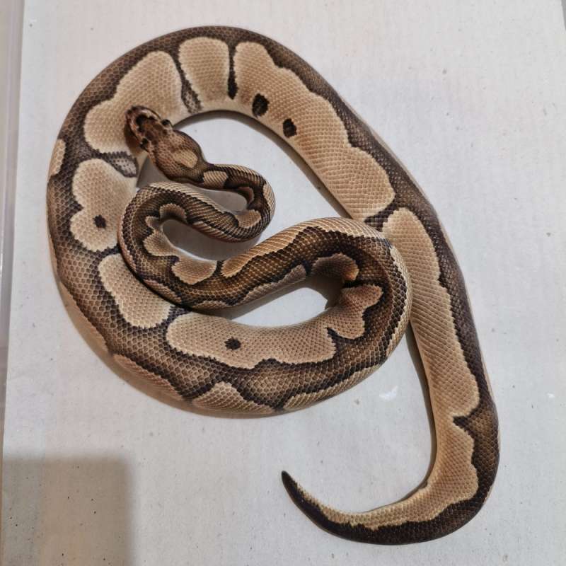 Male Clown