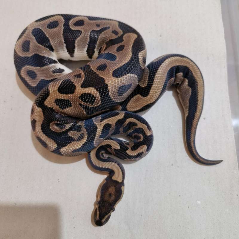 Female Leopard het Pied