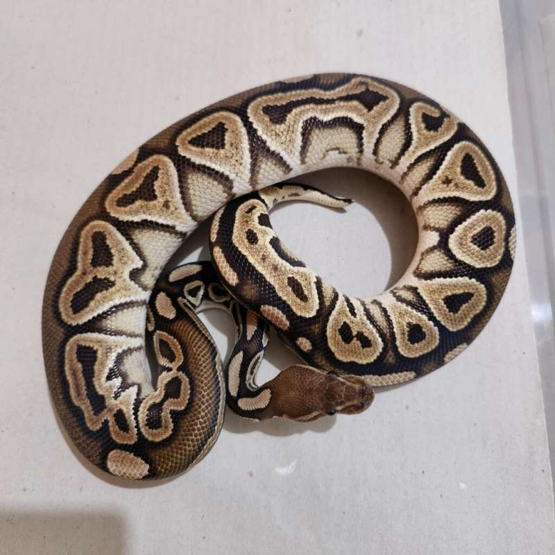 Female Black Pastel het Clown